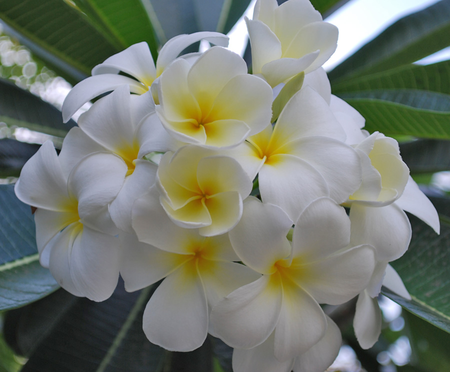 Tropische Blütenpracht in unserem Garten auf Flores