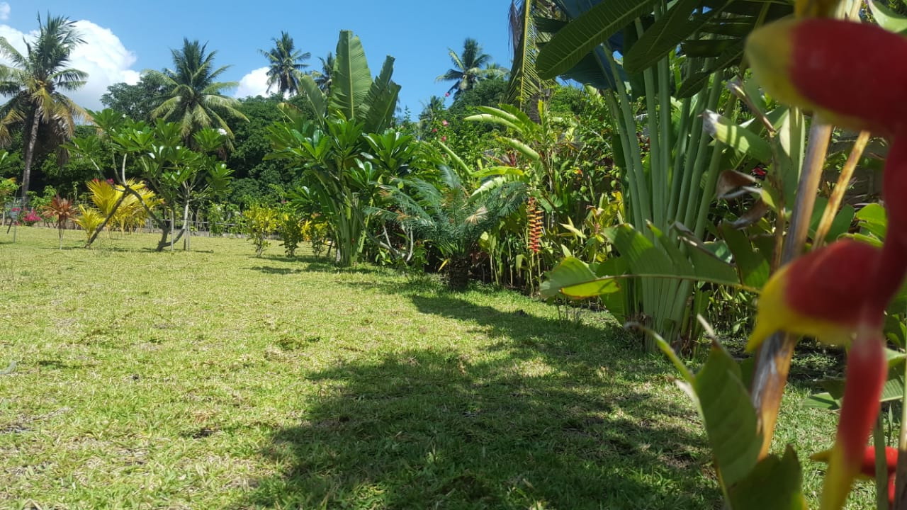 Waiara Village Guesthouse on Flores Island in Indonesia - Tropical garden and beach